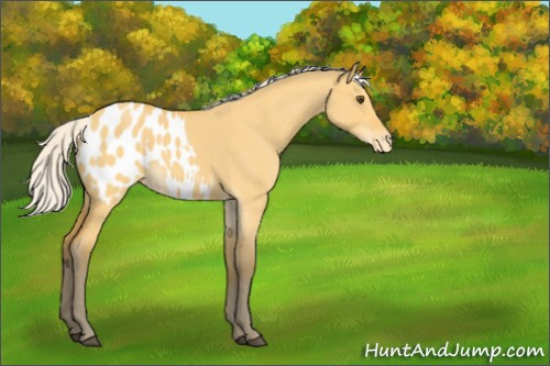 Horse Color:Silver Buckskin Roan Dun Appaloosa 