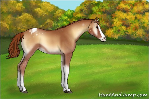 Horse Color:Red Onyx Splash Appaloosa 