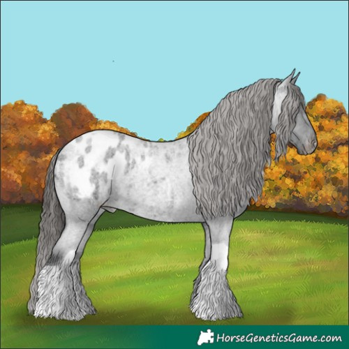 Horse Color:Blue Roan Tobiano Appaloosa Rabicano 