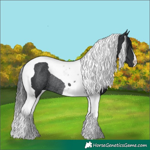 Horse Color:Black Tobiano Rabicano 
