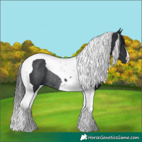 Horse Color:Black Tobiano Rabicano