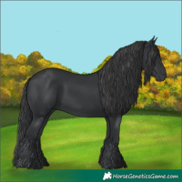 Horse Color:Black Rabicano 
