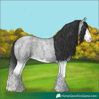 Horse Color:Blue Roan Splash 