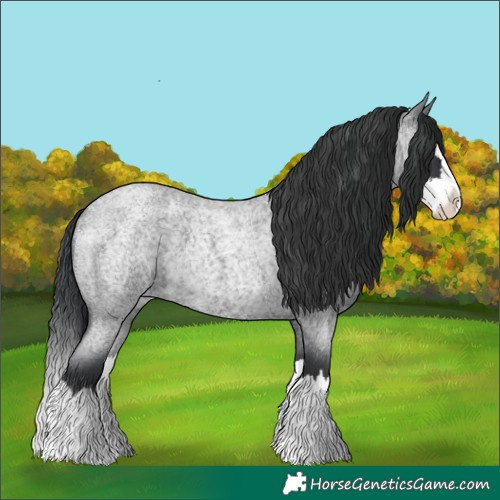 Horse Color:Blue Roan Splash 