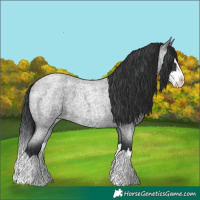Horse Color:Blue Roan Splash 