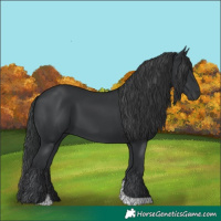 Horse Color:Black Tobiano Rabicano 