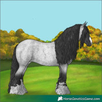 Horse Color:Blue Roan 