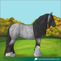 Horse Color:Blue Roan Tobiano Rabicano