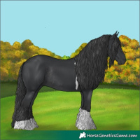 Horse Color:Black Tobiano Rabicano 