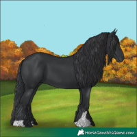 Horse Color:Black 