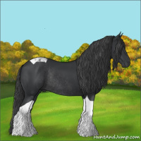 Horse Color:Black Tobiano Rabicano