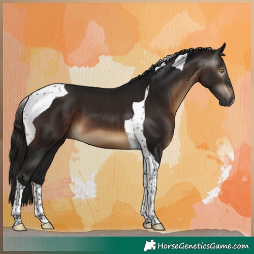 Horse Color:Gray Bay Tobiano 