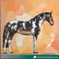 Horse Color:Gray White Spotted Liver Chestnut Tobiano 