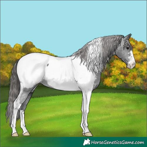 Horse Color:Black Tobiano Appaloosa 
