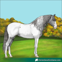 Horse Color:Black Tobiano Appaloosa 