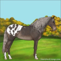 Horse Color:Silver Black Appaloosa 