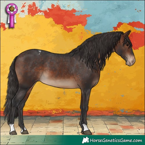 Horse Color:Brown Appaloosa 