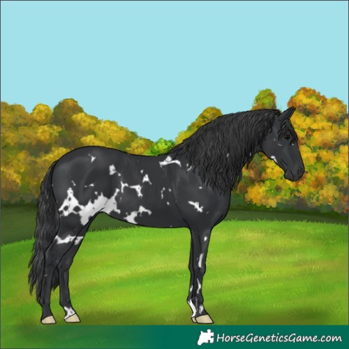 Horse Color:White Spotted Black