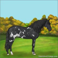 Horse Color:White Spotted Black 