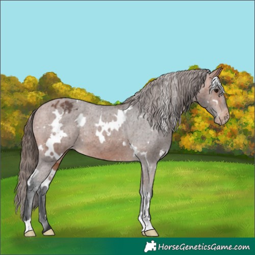 Horse Color:White Spotted Bay Appaloosa