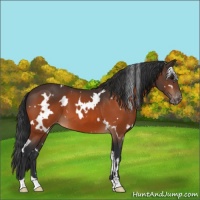 Horse Color:White Spotted Bay Appaloosa 