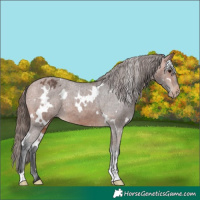 Horse Color:White Spotted Bay Appaloosa 