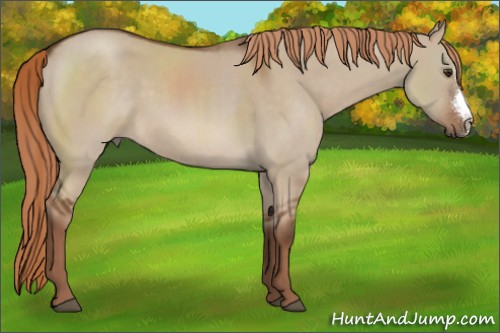 Horse Color:Liver Red Dun 