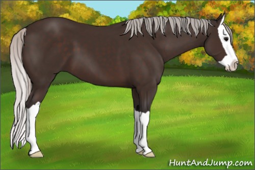Horse Color:Silver Brown Splash 