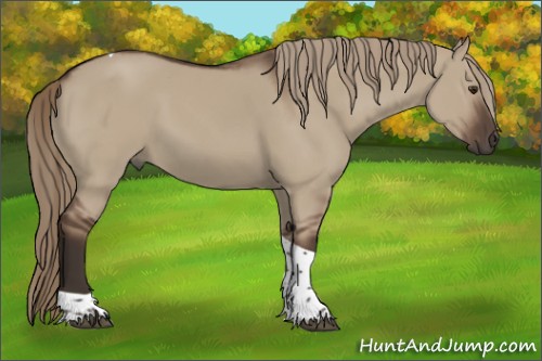 Horse Color:Liver Red Dun Tobiano 
