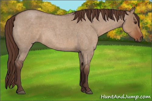 Horse Color:Liver Red Dun Roan 