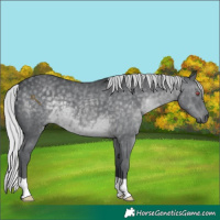 Horse Color:Silver Black Chinchilla 
