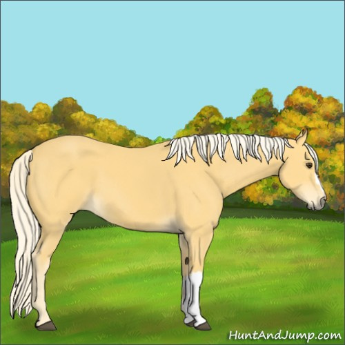 Horse Color:Palomino