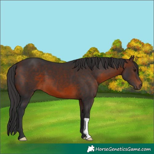 Horse Color:Brown 