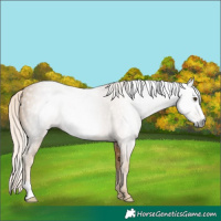 Horse Color:Gray Palomino Frame 