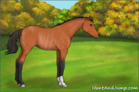 Horse Color:Bay Rabicano 