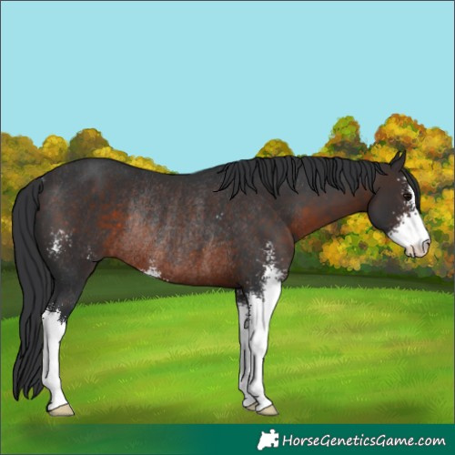 Horse Color:Brown Sabino Rabicano
