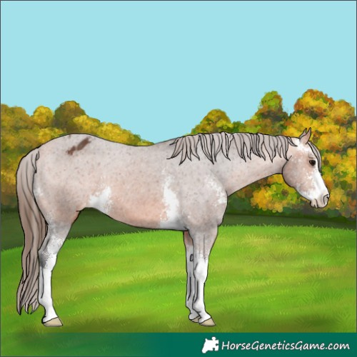 Horse Color:Bay Sabino Appaloosa 