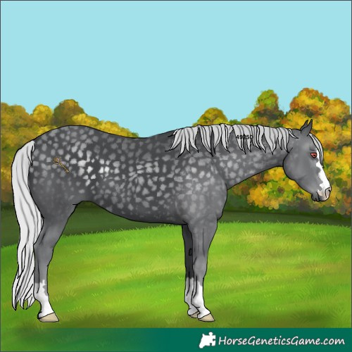 Horse Color:Silver Black Chinchilla 