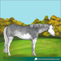 Horse Color:Silver Brown Chinchilla Splash 
