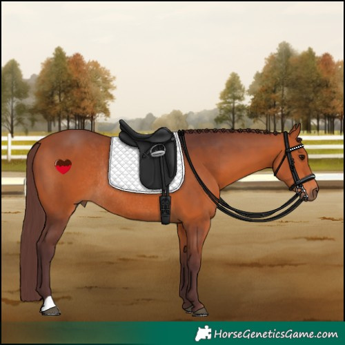 Horse Color:Chocolate Bay Rabicano 