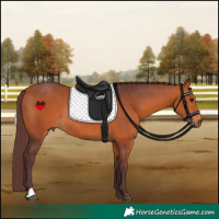 Horse Color:Chocolate Bay Rabicano 