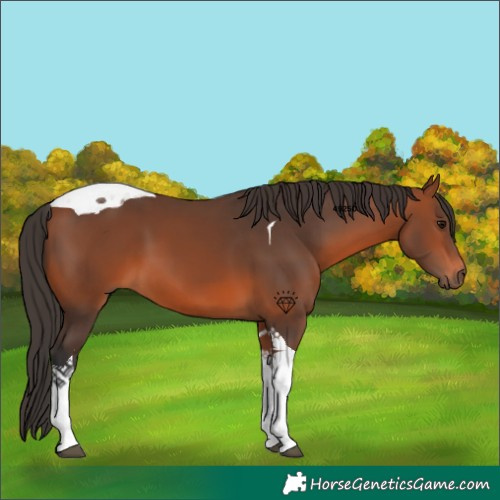 Horse Color:Bay Tobiano 