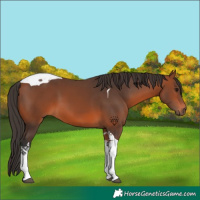 Horse Color:Bay Tobiano 