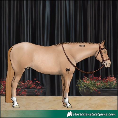 Horse Color:Chestnut Pearl Rabicano 