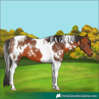 Horse Color:White Spotted Brown Tobiano 