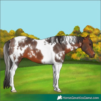 Horse Color:White Spotted Brown Tobiano 