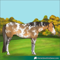 Horse Color:White Spotted Buckskin Sabino Rabicano 