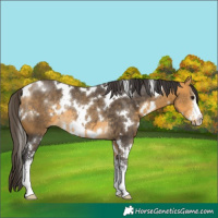 Horse Color:White Spotted Buckskin Sabino Rabicano 