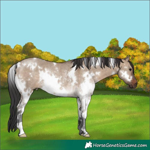 Horse Color:White Spotted Brown Dun Rabicano 