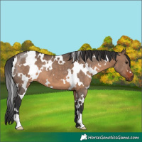 Horse Color:White Spotted Brown Dun 